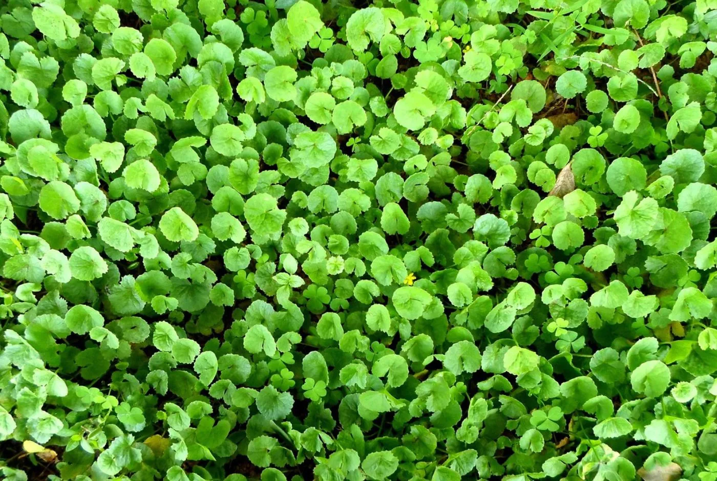 A cosa serve la centella asiatica - benefici e proprietà