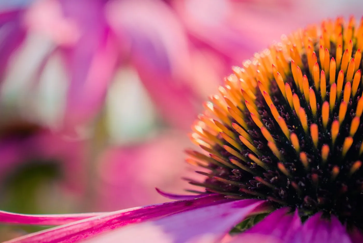 Echinacea proprietà e a che cosa serve