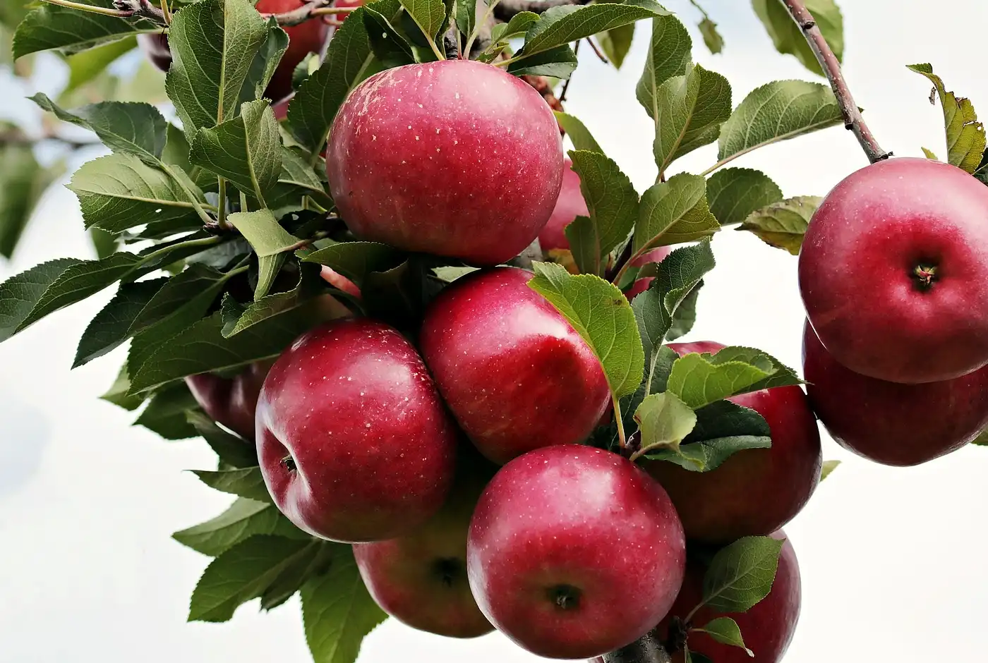 i benefici degli integratori a base di mela annurca