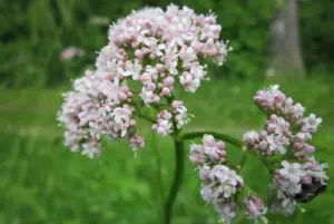a cosa serve la valeriana